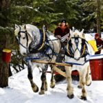 Maple syrup sap collecting with Sleigh and Horses