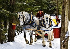 Сап лошадей фото