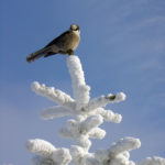 Hawk on Snow Covered Tree