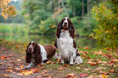 pair of springer spaniels in the fall