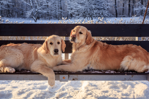 pair of golden retrievers laying on a bench