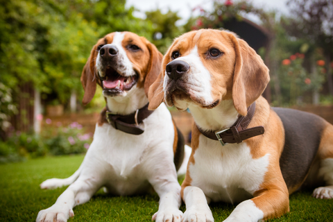 pair of beagles laying down on grass
